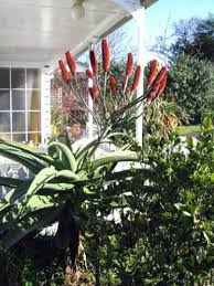 Image result for Aloe excelsa
