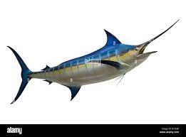 Mounted Blue Marlin Makaira Nigricans Drop Out Stock Photo Alamy