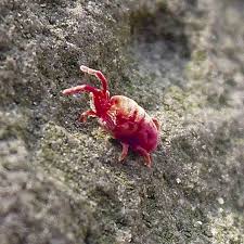 Image result for red mite
