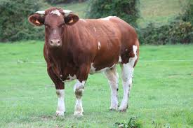 Rouge Des Pres Une Tres Forte Vitesse De Croissance Et Une Grande Precocite Facilitent L Engraissement Des Bœufs Et Donnent Des Atouts Imp Race De Vache Vache