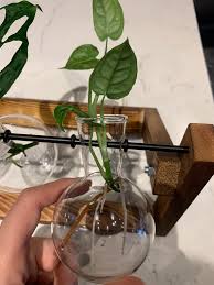 #초능력 agent #코드네임은 d#미션은 devil quickpressure! Newbie Ok To Move To Pot Or Wait Some More Monstera Siltepecana Propagation