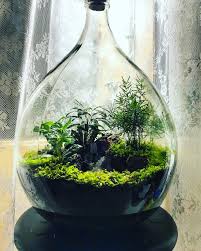 Terrarium Casterly Rock Ecosysteem Kamerplanten Planten