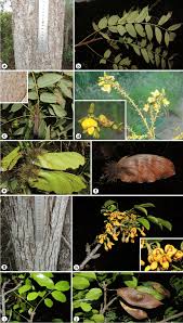 Image result for Centrolobium