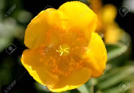 There are many varieties but those commonly sold and grown in gardens are h.x hidcoteense 'hidcote' and h. Hypericum Calycinum St John S Wort Rose Of Sharon Small Shrub With Oval To Oblong Green Leaves And 5 7 Cm Across Yellow 5 Petalled Rose Like Flowers Stock Photo Picture And Royalty Free Image