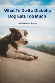 Eating fiber rich, low carb meals in smaller portions is the key to keeping the sugar level in control. What To Do If A Diabetic Dog Eats Too Much Caring For A Senior Dog