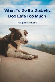 The following recipes are used by owners of diabetic pets. What To Do If A Diabetic Dog Eats Too Much Caring For A Senior Dog