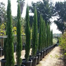 Image result for Cupressus sempervirens