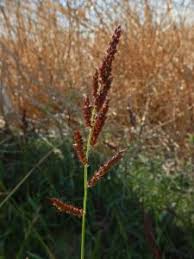 Image result for Echinochloa pyramidalis