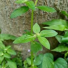 Image result for Spermacoce ocymoides