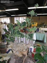 Image result for Cibirhiza