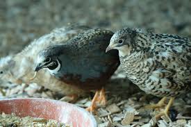 Wann kannst du bei uns wachteln erhalten? Zwergwachteln Infos Zu Haltung Futterung Zucht Wachtelarten