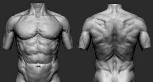 The top countries of supplier is china, from which. Artstation Male Torso Anatomy Study Paulo Soares Male Torso Anatomy Male Torso Man Anatomy