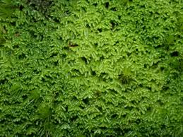 Image result for Lepidotrichilia