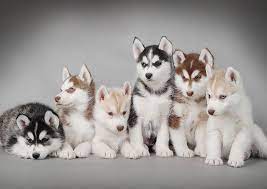 And don't forget the puppyspin tool, which is another fun and fast way to search for siberian husky puppies for sale in usa area and siberian husky dogs for adoption in usa area. Siberian Husky Puppies Poster By Petsart Design Displate Husky Puppy Husky Dogs Animals