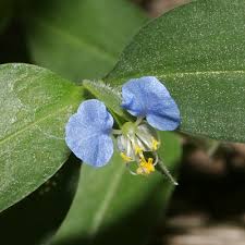 Image result for Commelina capitata