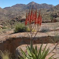 Image result for Aloe littoralis