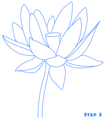 Lotus Flower Drawing Step By Step Tutorial Knitting Archieves Blog Flower Drawing Lotus Flower Art Lotus Flower Drawing The lotus plant has a distinct flower made of a central pod leading out to large, gorgeous petals. lotus flower drawing step by step