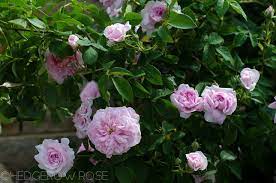 Ispahan Damask Rose Damask Rose Rose David Austin Roses