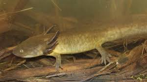 Another possibility is that the name may have been first applied to sirens (siren. Eastern Tiger Salamander Ambystoma Tigrinum Amphibians And Reptiles Of South Dakota