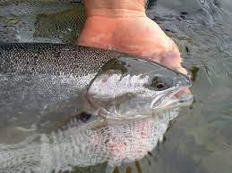 One Fish Two Forms Many Questions Steelhead Vs Rainbow Trout