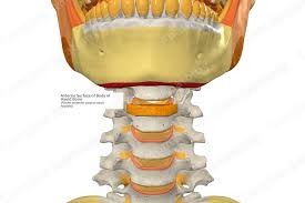 Image result for Hyoid Bone