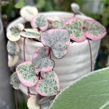 Image result for Ceropegia gracilior