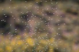 In what has become an annual ritual in northeast ohio in june, the lake erie midges have descended upon the area, traveling in swarms large enough to show up on weather radars in cleveland. Why Do Gnats Swarm Live Science