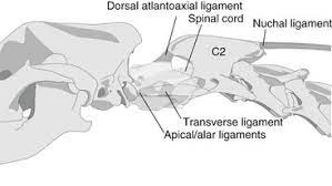 We did not find results for: Diagnosis And Treatment Of Atlantoaxial Subluxation Veterian Key
