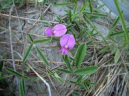 Image result for Galactia