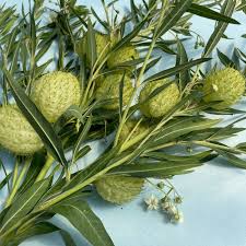Image result for Gomphocarpus