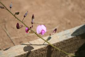 Image result for Adenodolichos