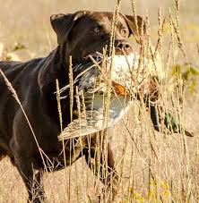 Check spelling or type a new query. Golden Eagle Hunting Club Home Facebook