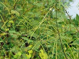 Image result for Sesbania sericea