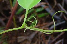 Image result for Smilax anceps