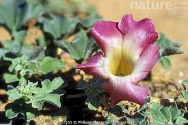 Image result for Harpagophytum procumbens