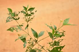 Image result for Mostuea brunonis