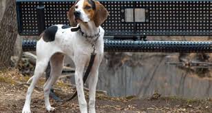 How big do beagle basset mix get? Treeing Walker Coonhound Beagle Mix The Ultimate Guide