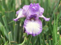 Do not use feed and weed preparations. Iris Care Planting Growing Cultural Information