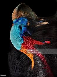 Birds That Cannot Fly List Cassowaries Are A Genus Of Large Birds Which Cannot Fly Birds Pet Birds Beautiful Birds