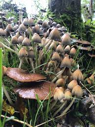Pin By Olga Rastvorova On Griby Magical Mushrooms Mushroom Fungi Mushroom Pictures