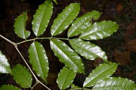 Image result for Craibia zimmermannii