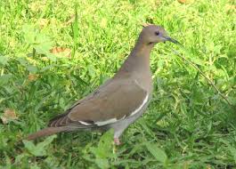 Birds Of Southeast Texas Doves In Southeast Texas Wildlife Watching Wildlife Birds