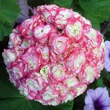 Amazon Com Caiuet Seed House 10 Pcs Pack Pelargonium Double Geranium Seeds Pelargonium Zonal Hybrids S Geranium Plant Garden Plant Pots Flowers Perennials