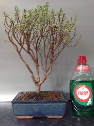 Sarcocaulis reaches a height of about a foot to a foot and a half 30 to 45 cm. Wee Trees Bonsai Help Forum Advice For All View Topic Jade Crassula Sarcocaulis