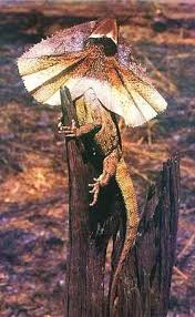 Frilled Lizard Defensive Posturing Scary Face Extreme Australian Native Animals Australia Animals Australian Animals