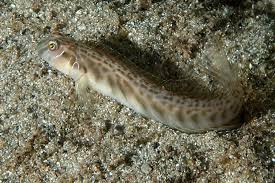 Image result for Brachyachne simonsii