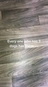 #screammovie #dontbullymybreed❤ #americanbully #3dogs