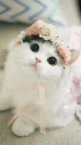 Cat Leash Toyger Kitten Cat Shed Baby Kitten Fluffy Beautiful Kittens Kittens Cutest Cute Cats
