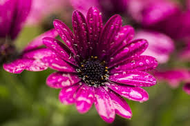 نتیجه تصویری برای گل های زیبا