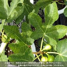 イチジク ゼブラスィート5号鉢植え 果樹の苗 園芸ネット 本店 通販 Engei Net